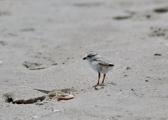 A Piping Plover chick standing on wet pale sand near an upside down seashell. Piping Plover chicks have downy sandy-gray upper-parts, are white underneath, and have solid black bills.