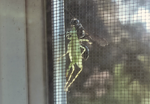a black wasp carries a green cricket