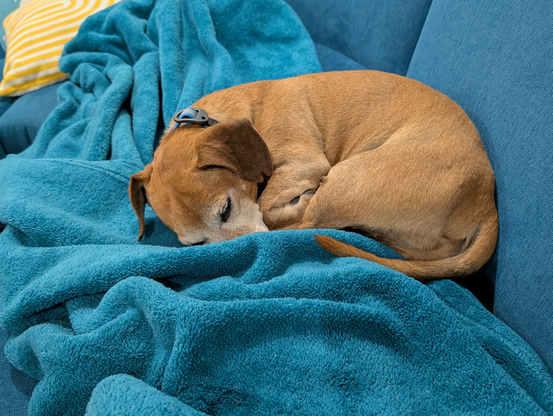 dachshund-mix is curled up asleep on a teal blanket on a teal couch