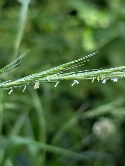 Makroaufnahme einer Wald-Trespe (Bromus benekenii) in Blüte. Die langen, hellen Staubfäden mit gelben Staubbeuteln sind deutlich sichtbar und heben sich vom unscharfen Hintergrund ab.

Macro photo of a blooming Wood Brome (Bromus benekenii). The long, pale filaments with yellow anthers are clearly visible, standing out against the soft-focus background.

Foto by Johann Seidl, Gartenpoet