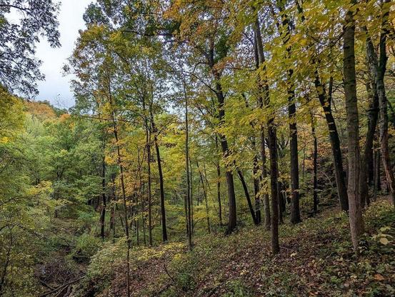 One of a series of photos taken in autumn at a forested midwestern U.S. park featuring a cave system.