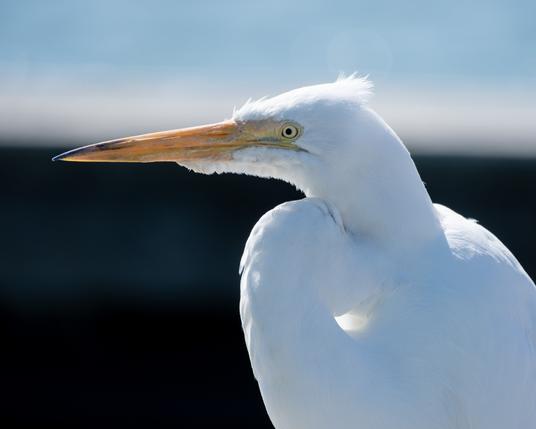 Head and neck shot of a Great Egret in profile - long pinted yellow bill pointed to the left of frame.  All white bird with cureld neck, sun shining from behind and through the crook of the nec as well as catching the loose feathers on the head.