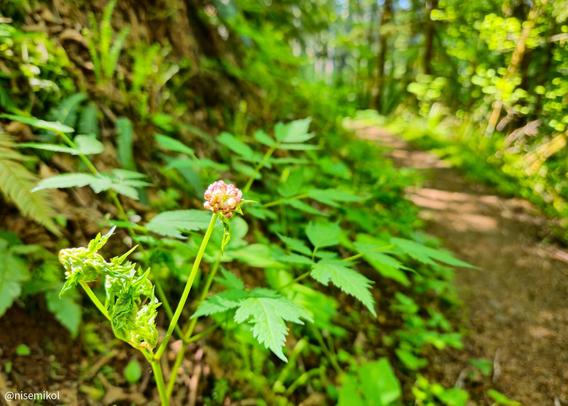 Close-up of a budding pink wildflower with green leaves in the foreground. A dirt path stretches into the background, surrounded by lush green foliage and tall trees in a sunlit forest setting.