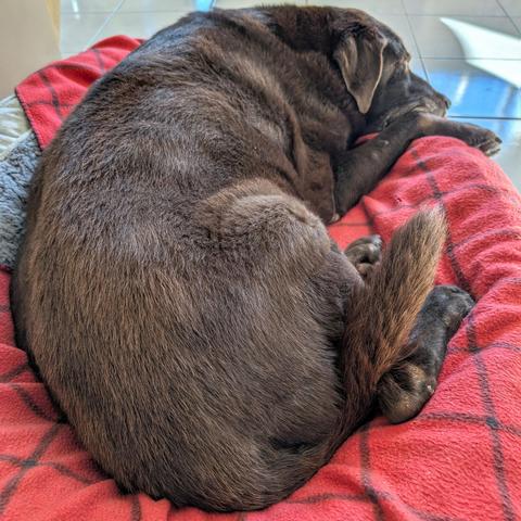 A chocolate lab is sleeping on a bed.