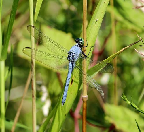 This dragonfly has a light blue body and big green eyes with clear wings. It is a male eastern pondhawk dragonfly.