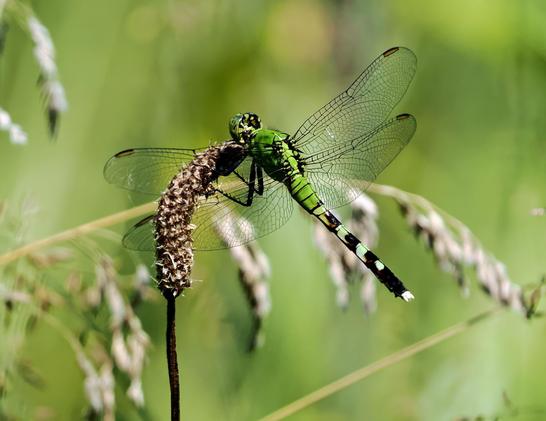 This dragonfly has a bright green thorax and a green and brown banded abdomen with clear wings. It is a female eastern pondhawk dragonfly.
