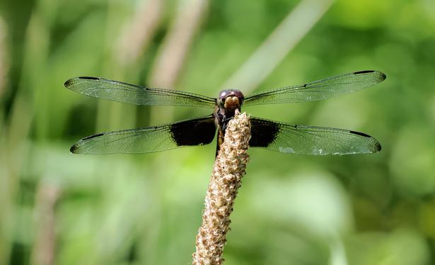 This dragonfly had a brown and yellow striped abdomen. Its wings were clear with brown tips and brown patches near the body. It is a female widow skimmer dragonfly.