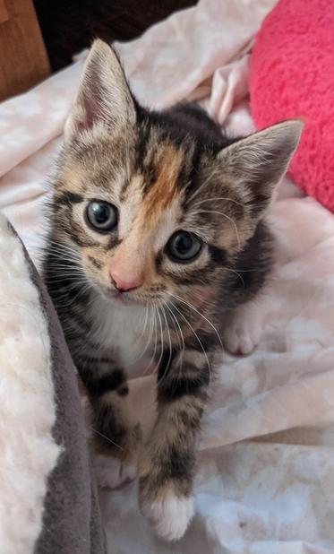 Calico tabby kitten with blue eyes and white paws is standing on a sheet between two fleece beds with one front paw lifted as she takes a step