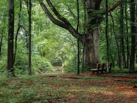 A wooded scene. There's a big tree to the right, and next to the tree is a long park bench. The bench faces a narrow river that winds through the scene.
