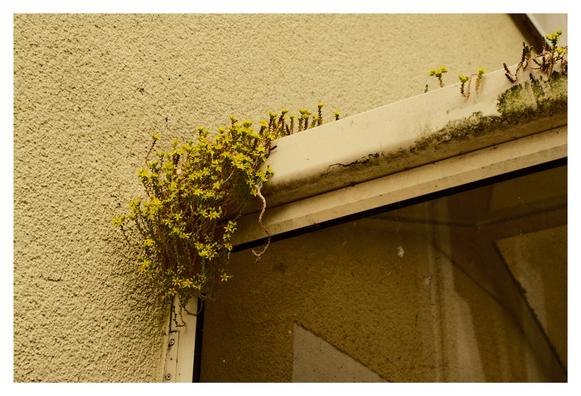 Nahaufnahme einer Hausecke mit einem schrägen Fensterdach aus Glas. Auf dem weißen Dachrahmen wächst gelb blühender, wilder Bewuchs, teilweise hängen Pflanzen herab. Der Rahmen ist stellenweise mit dunklen Algen oder Moos bewachsen. Die Fassade ist hell und rau verputzt.