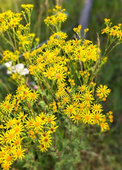Gelb blühende Blume.