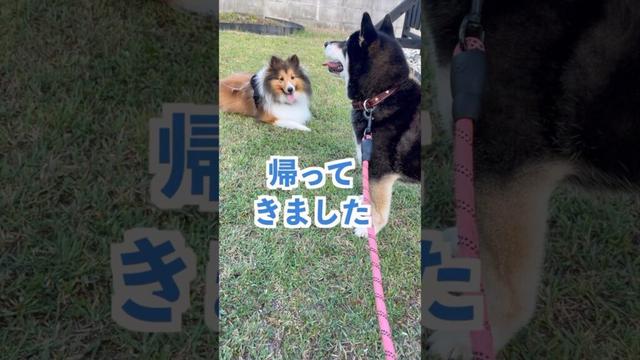 【柴犬】散歩で友達に会うのが楽しみな黒柴 #shiba #柴犬 #黒柴