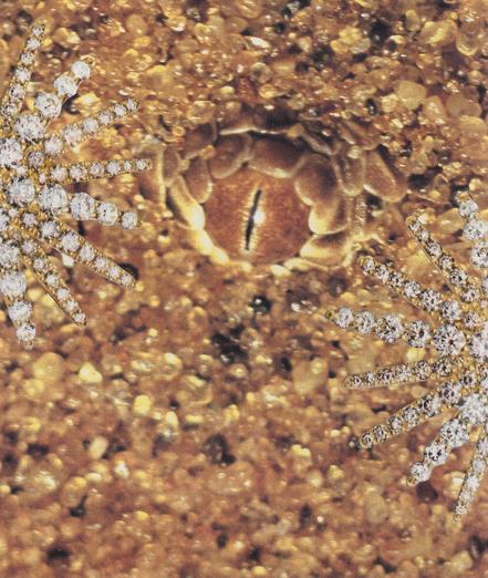 a reptilian eye pokes out of sand, completely camouflaged. it's surrounded by diamond stars