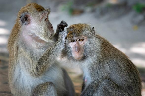 Monkeys
