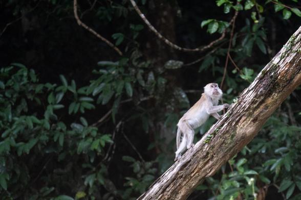 Monkey walking on a fallen tee
