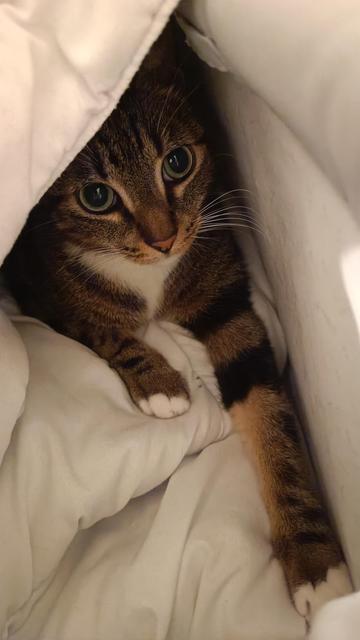 Maou, hidden under a comfy white duvet