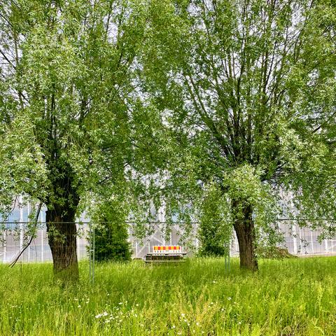 A piece of plastic fence with red and yellow stripes sits between two lush green trees, surrounded by tall grass and wildflowers. A tarpaulin covered building can be seen in the background.