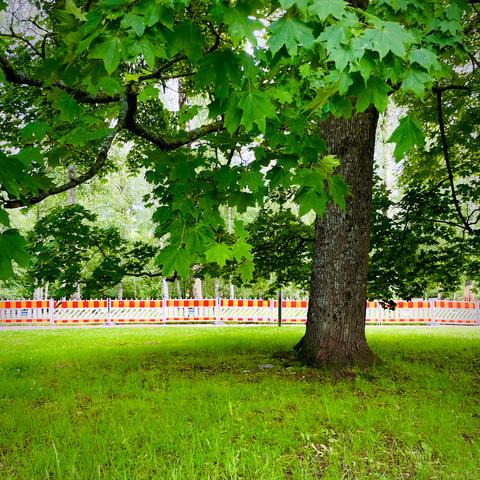 A large tree with lush green leaves stands beside a construction site, marked by a white barrier with red and yellow stripes, set on a grassy area.