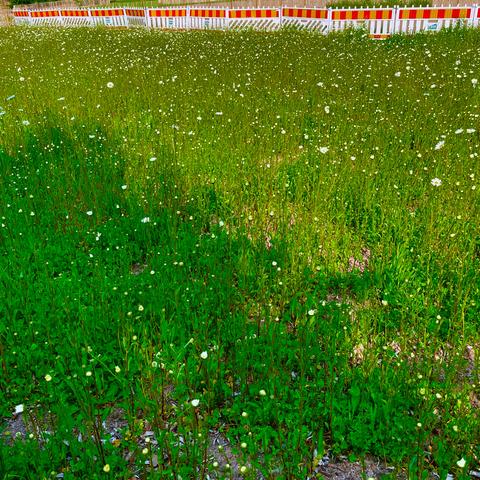A lush green field dotted with white flowers, bordered by a white plastic fence with yeloow and red stripes in the background.