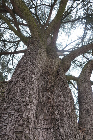 bast-bark-rinde-ecorse-corteza