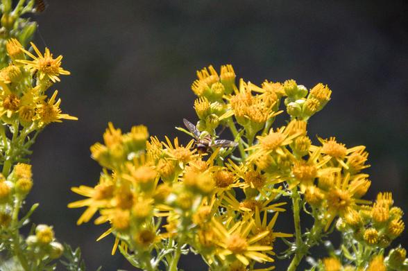 A hoverfly exploring yellow flowers