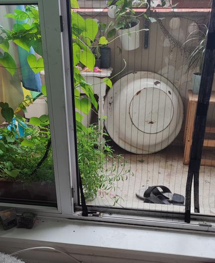 View from inside through the open balcony door. There's a creeping plant, two strands of which are directly in front of the open door. The doorway is covered with black mesh, the insect net curtain.