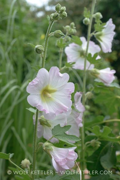 The photograph shows the flowers on a Hollyhock: White petals with pink edges and a lemon-yellow centre.