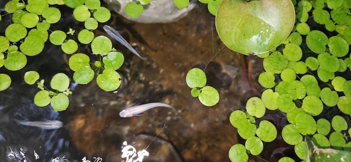 a photo of a free fish in a biotope. two are blue medaka and one is a white medaka...I think. a number of plants are floating on the surface of the water.