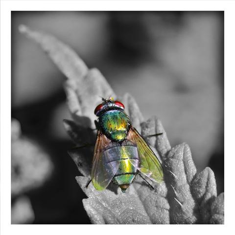 A common green bottle fly on a Leaf, only the fly is colored, the rest of the picture is desaturated to black and white.