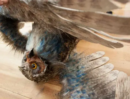 Photo d'une fausse chouette à l'envers sur une table, une aile déployée comme faisant une révérence (mais toujours à l'envers!).
