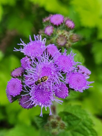 A small cluster of purple Ageratum flowers, mostly open. A hoverfly is on the edge of the blooms closest to our view.
