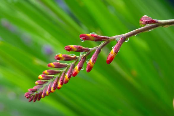 Crocosmia 'red devils' buds just before blooming, with a background of bright green leaves.