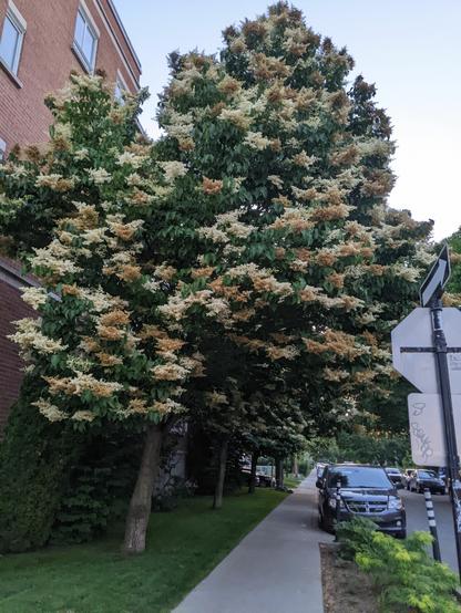 A flowering tree growing in a strip of grass between a building and a street full of parked cars.
