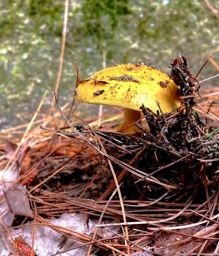 A bright yellow mushroom is growing amidst pine needles and scattered leaves on the forest floor. The background features a blurred, mossy surface.