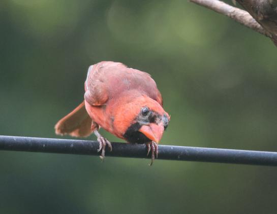A large red bird with a black face. He is perched on a metal cross bar. He is crouched down and stretched out, looking at the camera.