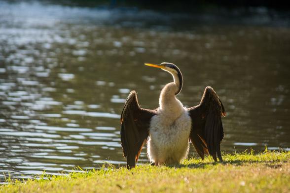 A long-necked bird standing on the shore of a lake holding its wings out, exposed to the sun. The sun behind the bird lights up its feathers in a golden hue.