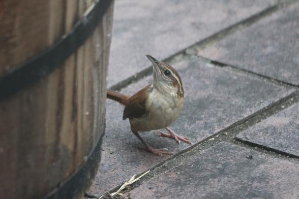 A small brown bird with tan belly, and a white stripe over the eye. It is standing on a brick patio, at the base of a giant whiskey barrel planter. It is looking up at the top rim.