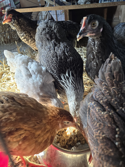 6 chickens are gathered around a metal dish, chomping down on chicken feed soaked in water. The chickens are all different breeds and have different colors and patterns on their feathers. 3 of them are younger, about half the size of the other 3