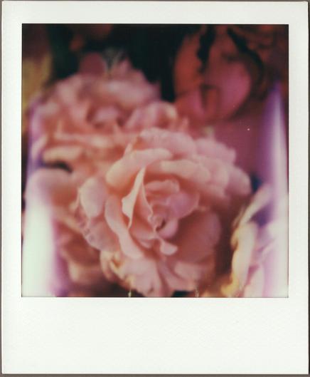 Polaroid close-up, all pretty blurry except for maybe the edge of one petal, of a bunch of roses; a light pink one is most prominent in the bottom center against other pink and red flowers, with parallel strips of light on either side