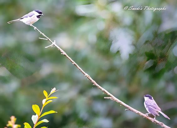 "Two Carolina chickadees perch on a delicate, gently curving branch that seems barely strong enough to hold their soft weight. The background is a dreamy wash of blurred green foliage—suggesting a warm woodland morning—but it recedes quietly, letting the birds take center stage.

The chickadee on the left claims the higher ground. It leans slightly forward, head tipped downward, as though offering a soft chirp or curious glance to the second bird below. Its black cap and bib contrast sharply with clean white cheeks, like a sharply tailored suit worn without pretense. The feathers along its back fade into a misty gray, catching the light in subtle ripples.

Just beneath it on the same slender branch, the second chickadee faces upward. It mirrors the first bird’s posture with its beak slightly open, as if mid-reply—or mid-laugh. The space between them is charged not with tension, but with gentle recognition: two old friends caught in a familiar rhythm, exchanging invisible notes only they can hear.

Together, they create a subtle arc of motion—branch, posture, gaze—all drawing the viewer into a moment of quiet communion." - Copilot
