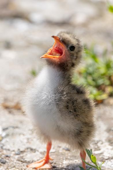 A fuzzy Arctic Tern chick loudly proclaiming that it's National Seabird Day!

Photographer - Tony Nellis