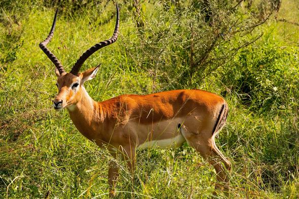 A male impala stands in a grassy area, showcasing its distinctive curved antlers and reddish-brown coat. It is surrounded by tall grass and shrubs, blending into the natural environment.