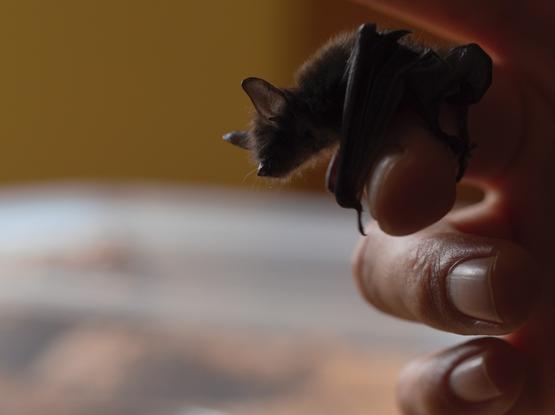eine Fledermaus sitzt auf einem Finger einer menschlichen Hand und blickt nach unten.
