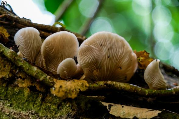 Flat mushrooms growing on rotting branch