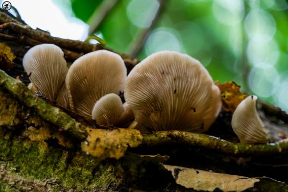 Flat mushrooms growing on rotting branch
