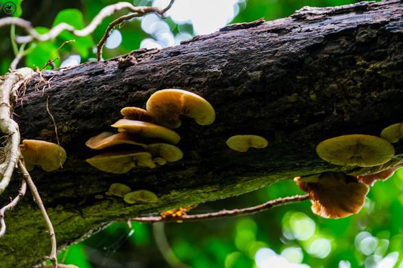 Flat mushrooms growing on rotting branch