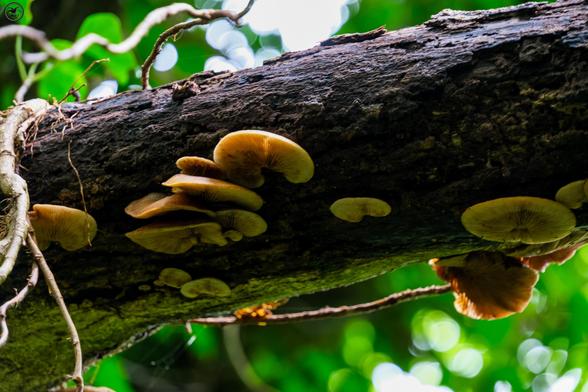 Flat mushrooms growing on rotting branch