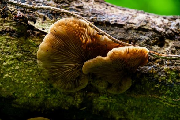 Flat mushrooms growing on rotting branch