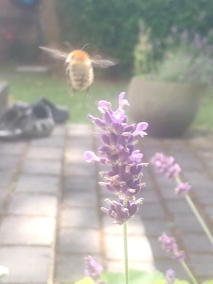 Bild von einer Hummel im Flug von hinten mit sehr orangem KopfHaar über Lavendel.