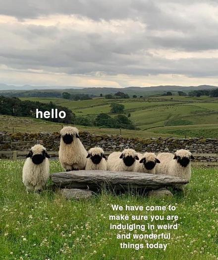 A flock of six white sheep with black faces all lined up and looking at the camera. caption says, hello we have come to make sure you’re indulging and weird and wonderful things today. ￼